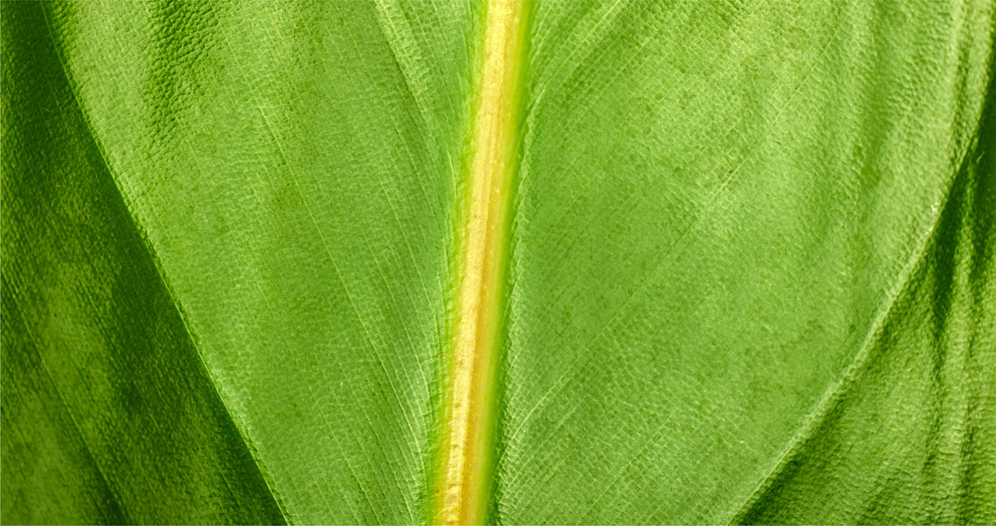 Plant Stem Cells & Acne