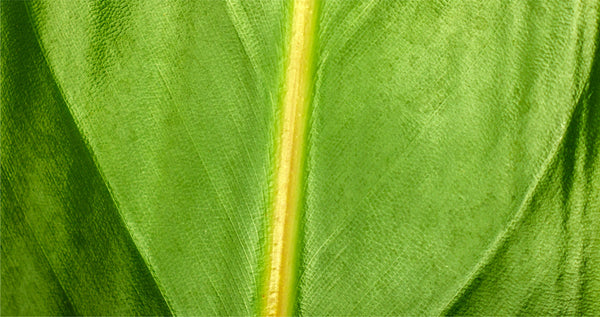 Plant Stem Cells & Acne