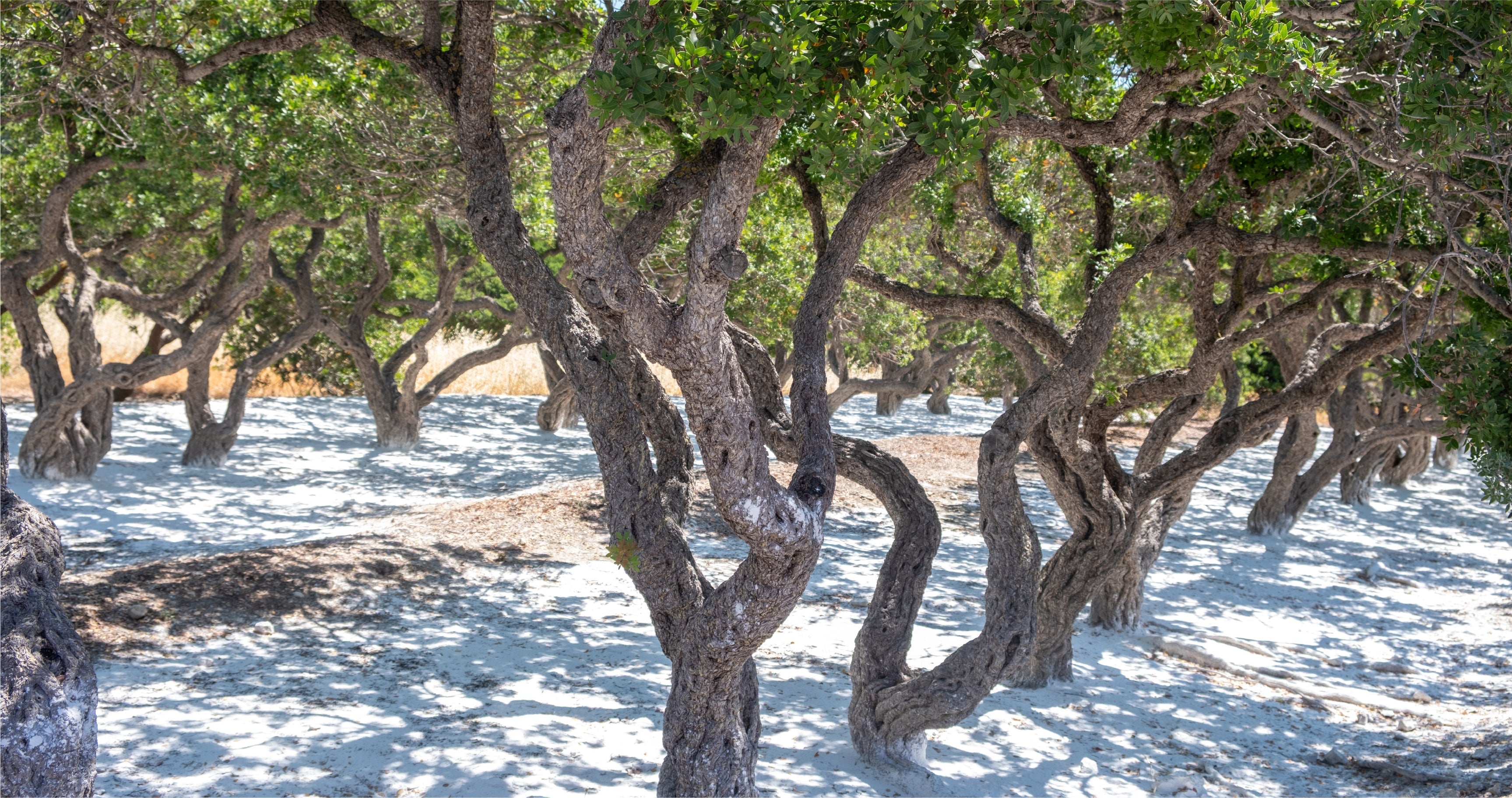 Medicinal Mastiha – Clinical Skin Benefits and the MASQ-TECH Method